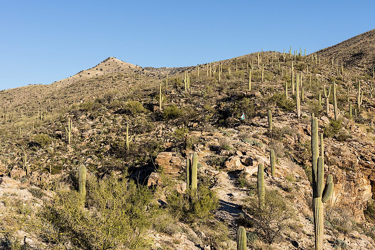 Saguaros on the Agua Caliente Canyon Trail with False Hope Hill in background. February 2015.