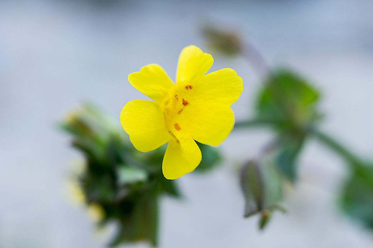 A Yellow Monkey Flower in Agua Caliente Canyo. March 2015.