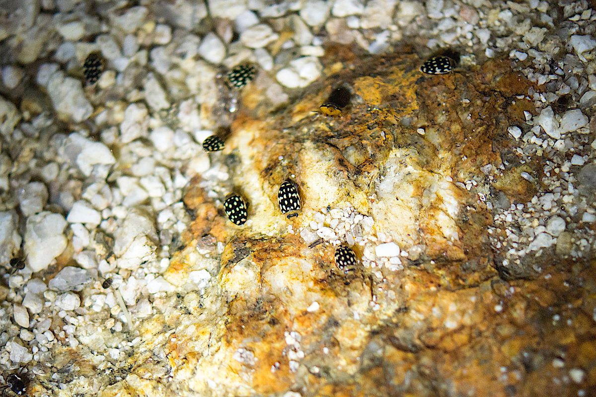 Sunburst Beetle in La Milagrosa Canyon. March 2015.