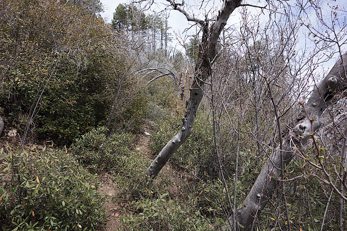 Lemmon Rock Trail. May 2014.