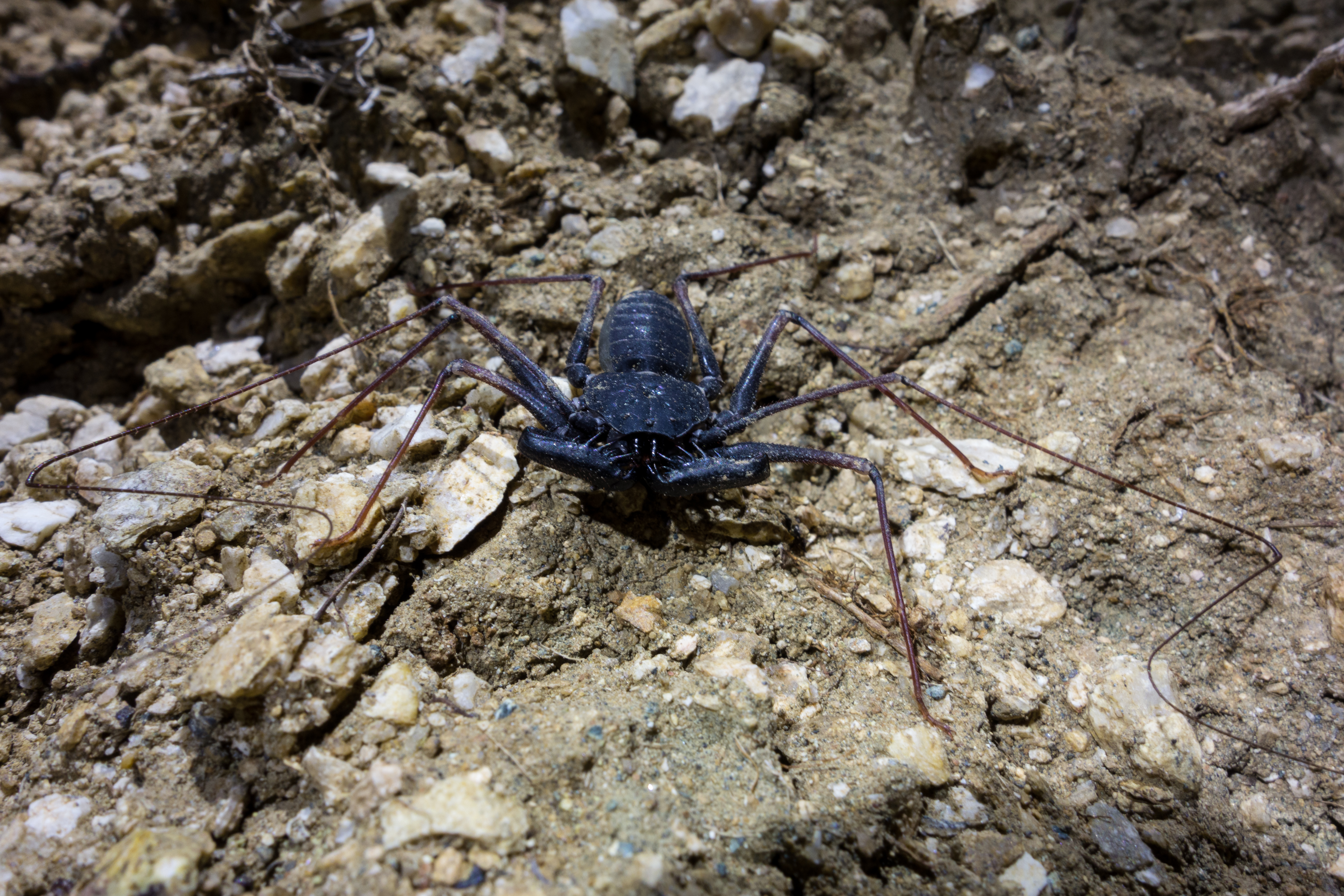 Tailless Whipscorpion on the Blackett's Ridge Trail. August 2015.