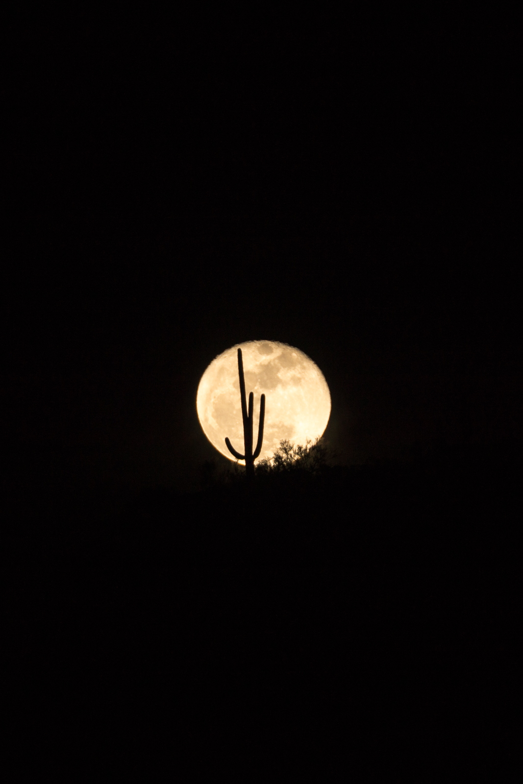 A Saguaro in the Moon - moonrise above Bear Canyon. December 2015.