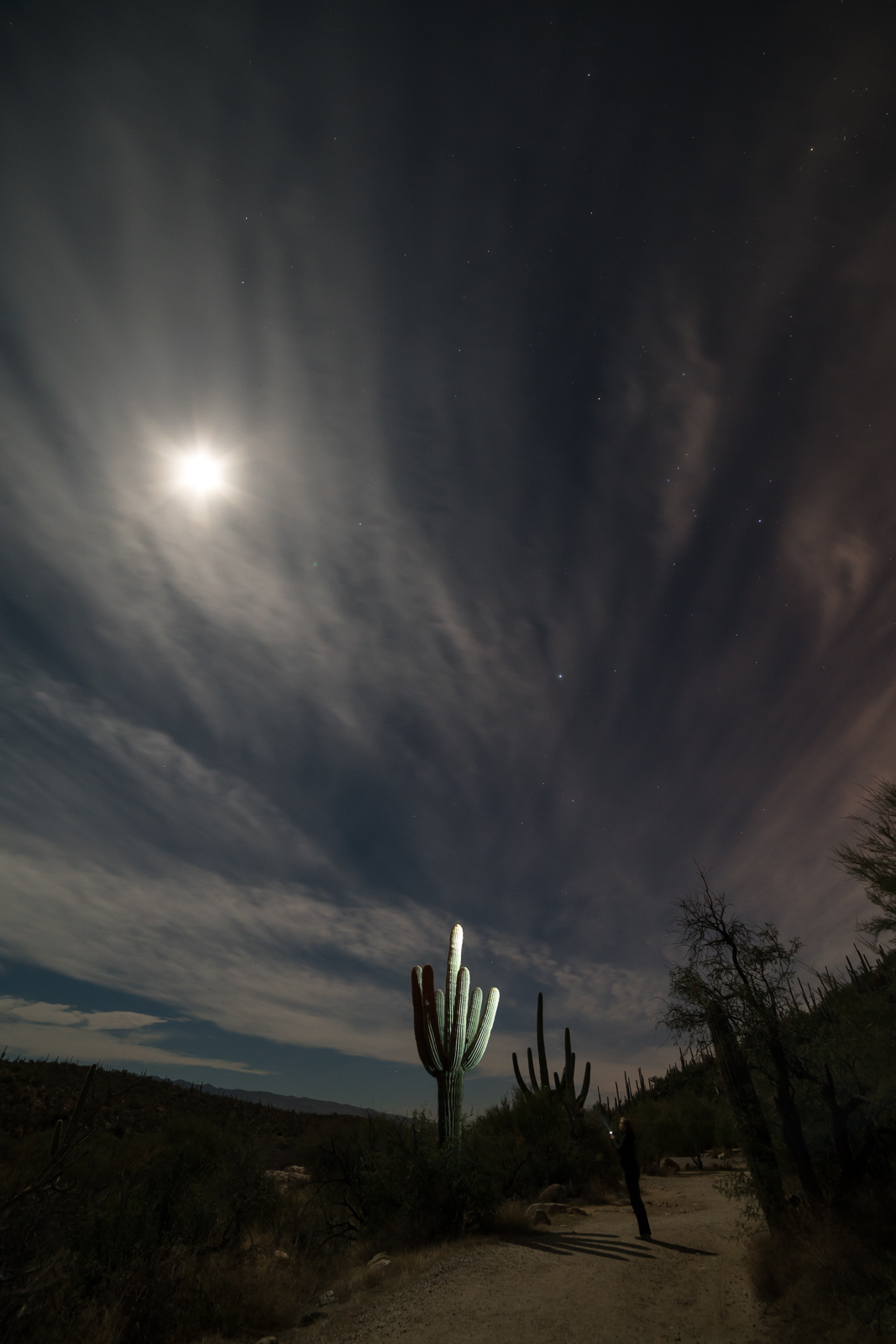 Moon, Saguaro in headlamp light - on the way back from the dam in Lower Sabino Canyon. January 2016.