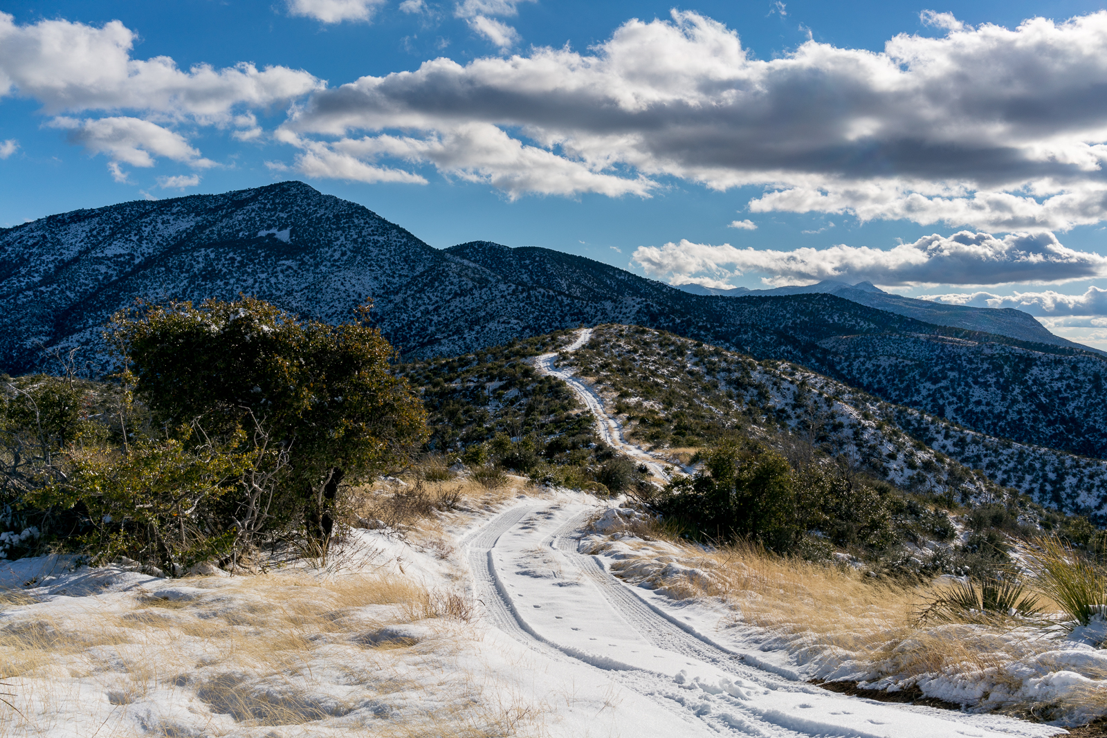 Oracle Ridge Trail at the junction with the Cody Trail. January 2016.