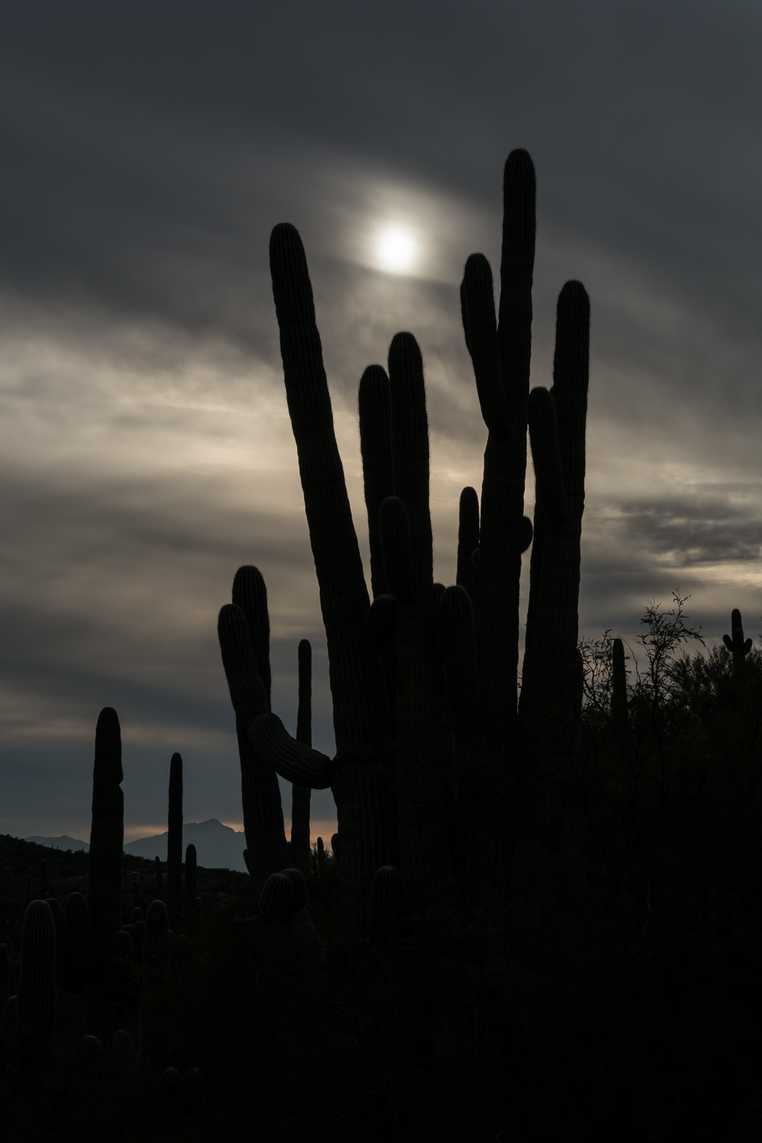 Enjoying cloudy weather on the Nature Trail in Catalina State Park. January 2016.