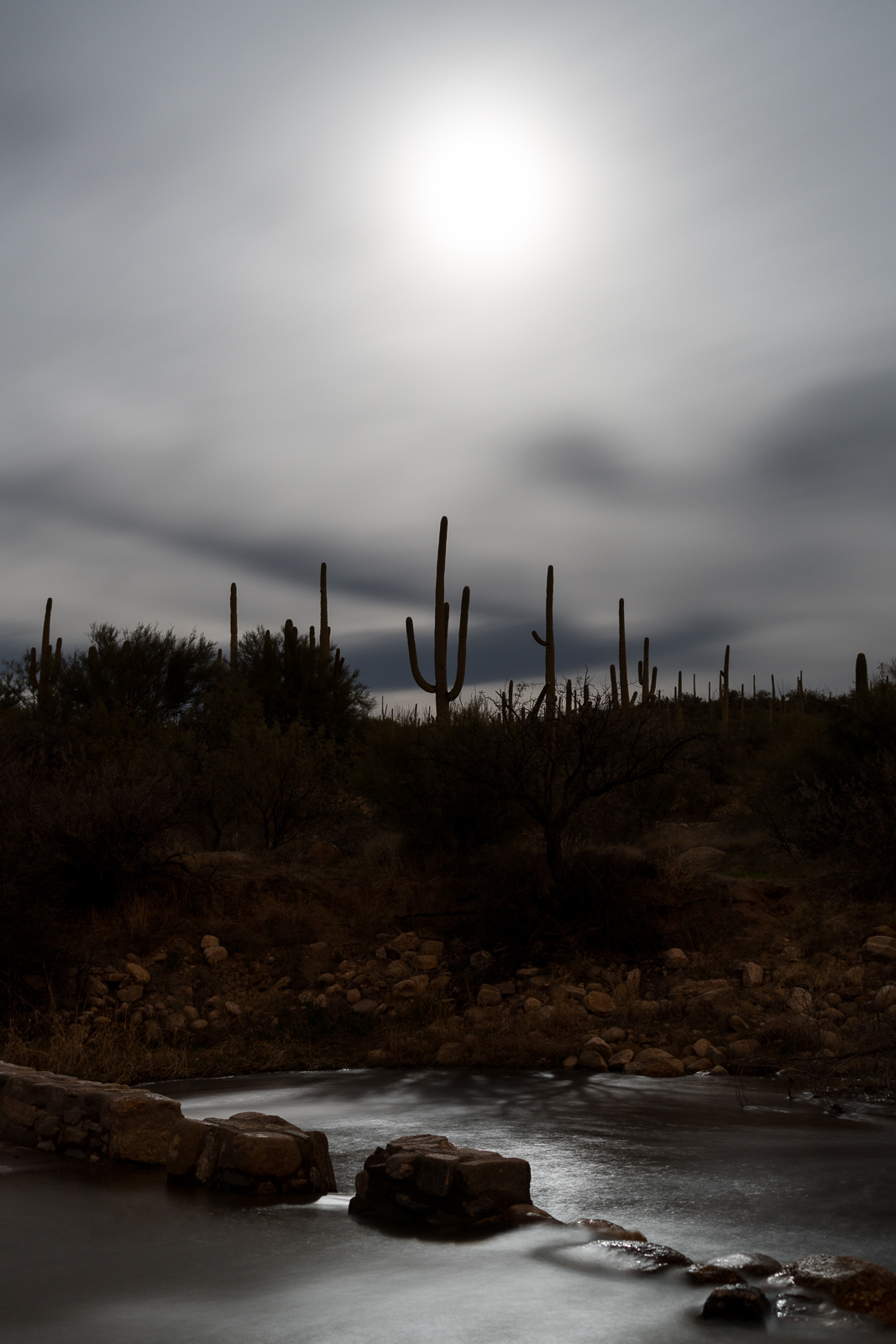 Full Moon, Saguaros and water in Sabino Canyon. January 2016.