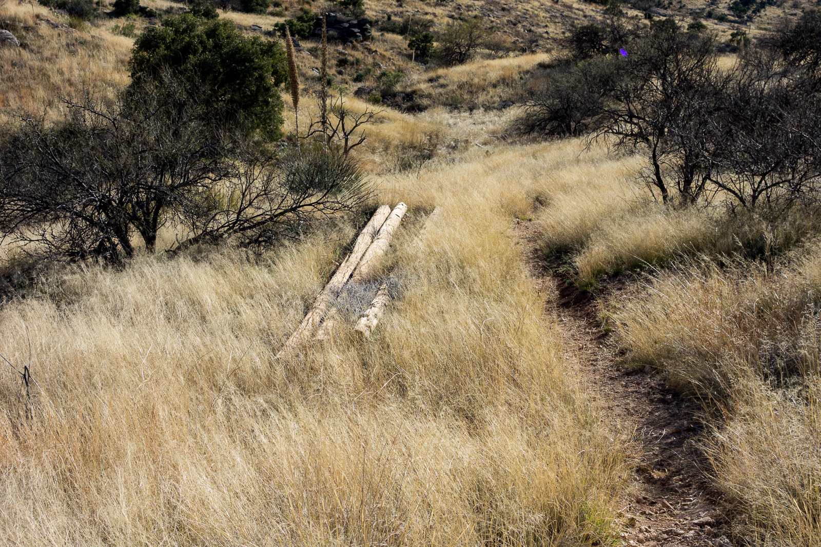 Power poles along the Soldier Trail - at one time these provided power to the Prison Camp. February 2016.