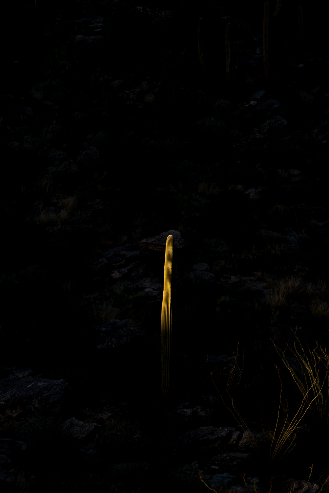 A Saguaro floating above the shadows on the slopes of Pontatoc Canyon. February 2016.