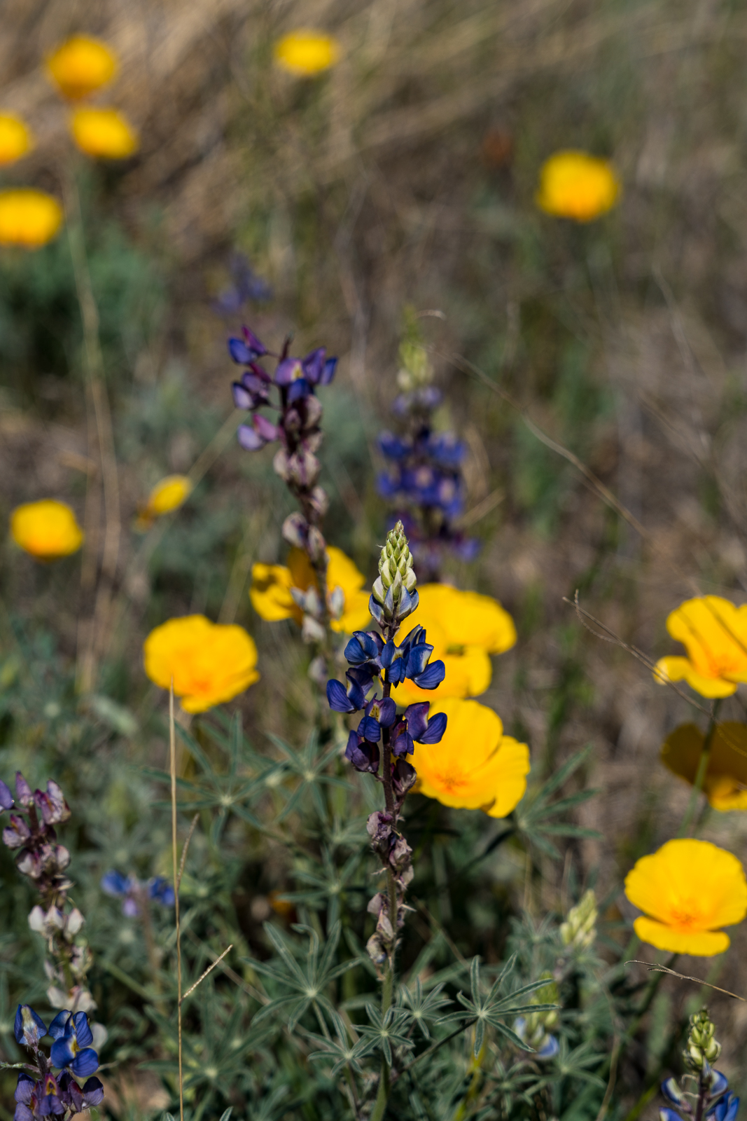 Lupine and Poppies in Catalina State Park. March 2016.