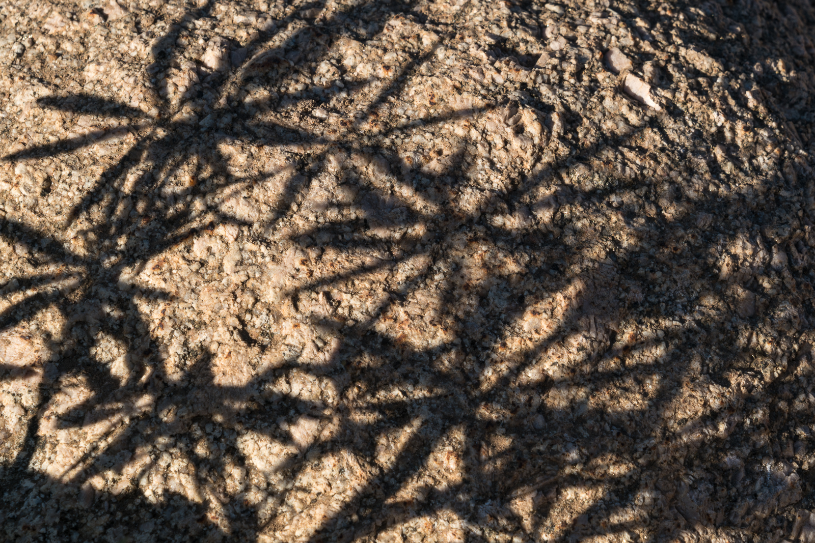 Shadows along the trail - Catalina State Park. March 2016.