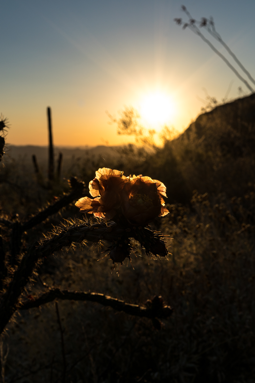 Cholla flower in the sun. April 2016.