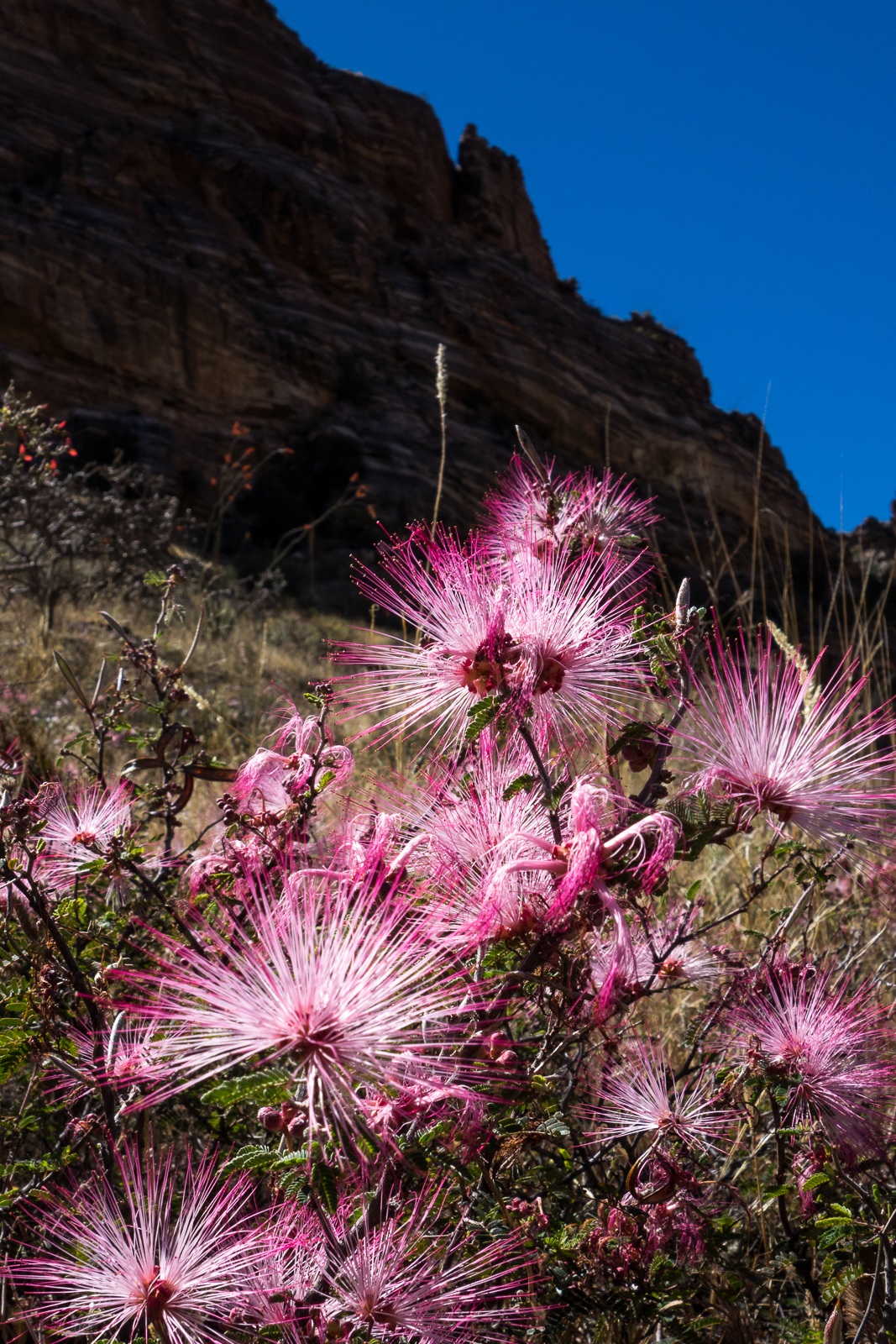 Fairy Duster and cliffs - Bear Canyon Trail. April 2016.