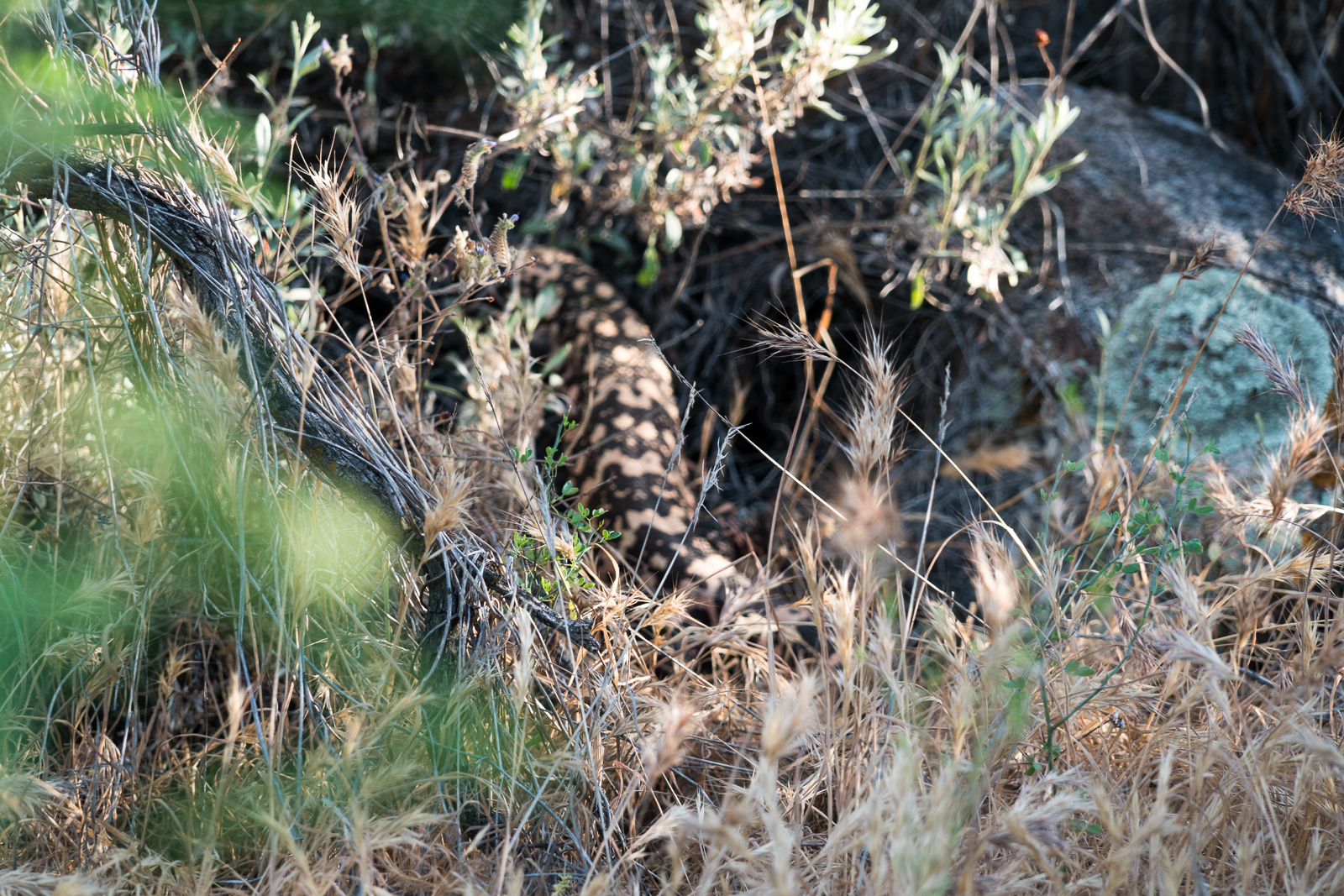 A Gila Monster outwitting my efforts to get a picture - just above Alamo Canyon. April 2016.