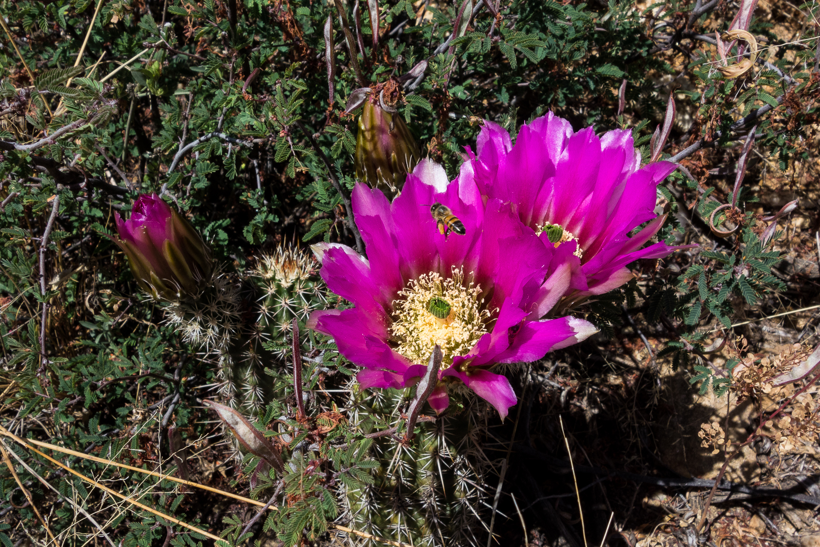 Hedgehog cactus and bee along the Bear Canyon Trail. April 2016.