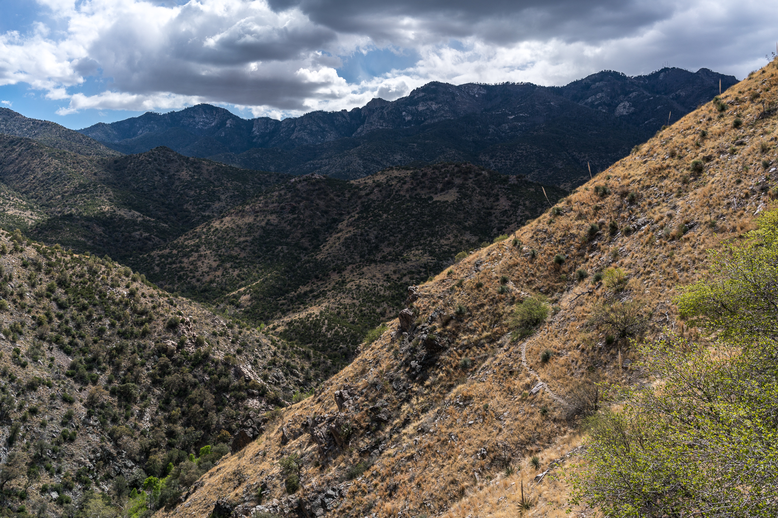 The Davis Spring Trail high on the hillside above Edgar Canyon. April 2016.