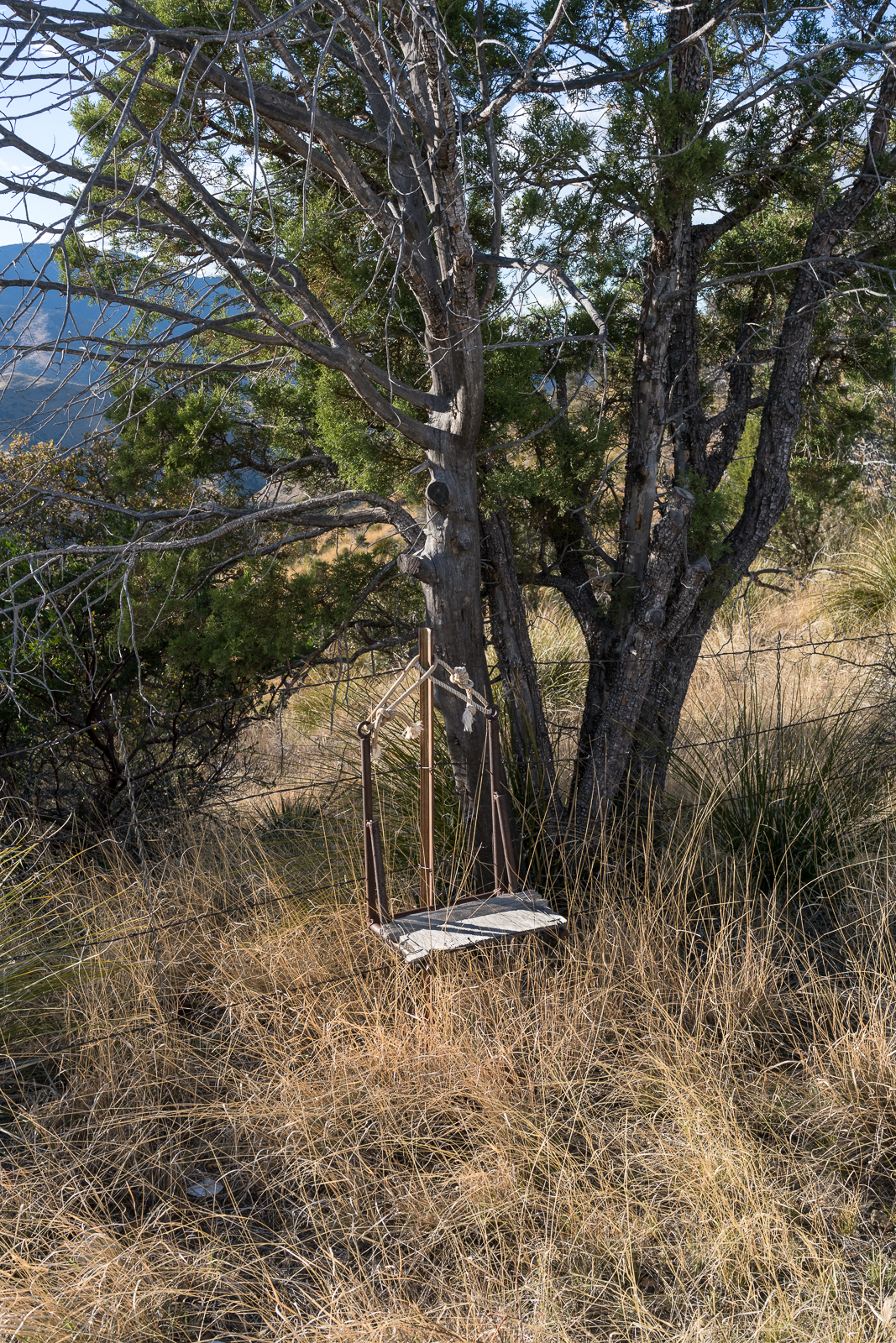 A mystery on the barbed wire fence - north ridge of Edgar Canyon. April 2016.