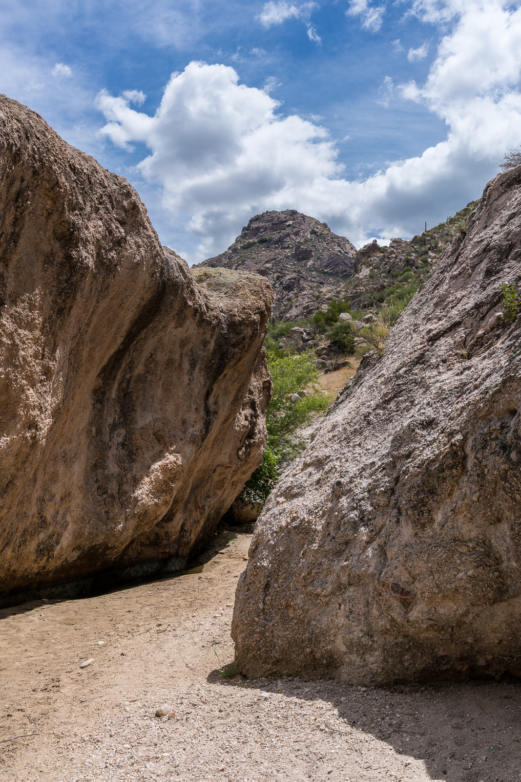 In Romero Canyon below Bressia Rock. May 2016.