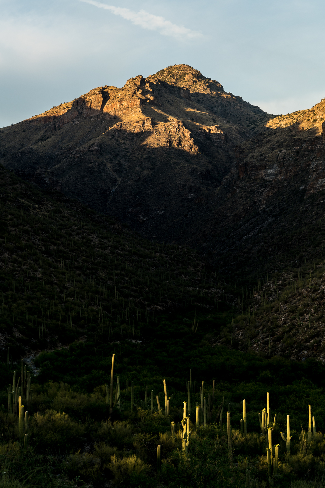 Gibbon Mountain floating above the shadows covering Bear Canyon with Saguaros catching the last light of the day. May 2016. 