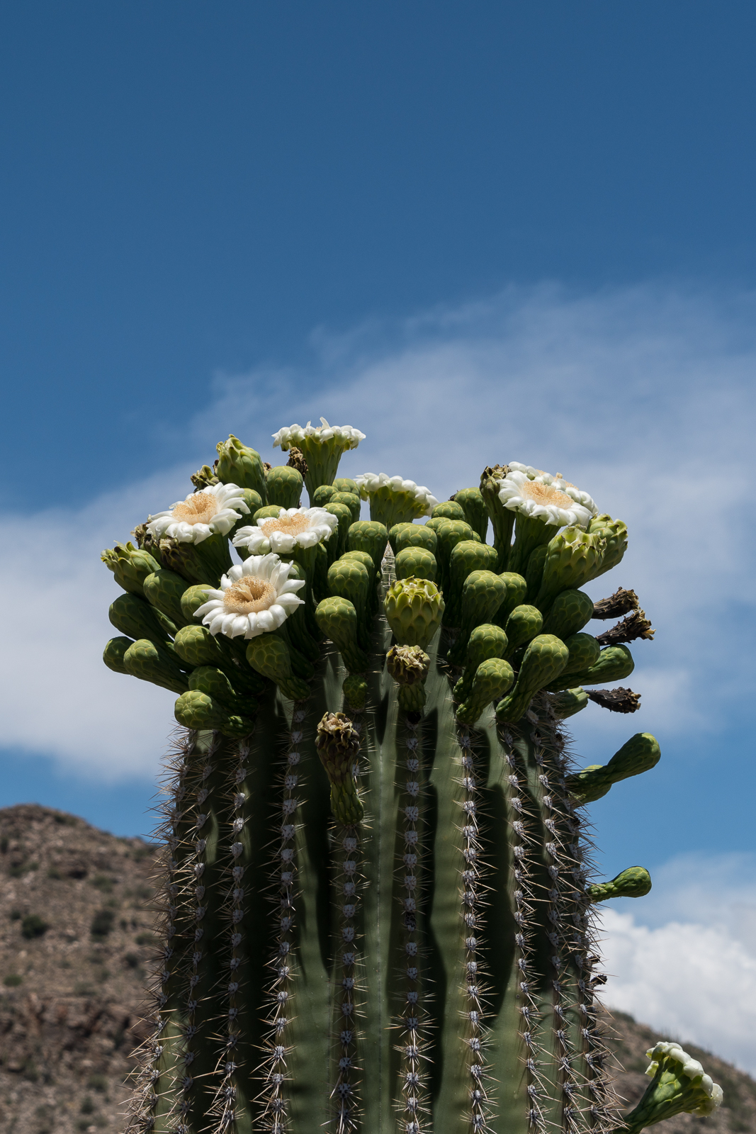 Saguaro just off the General Hitchcock Highway. May 2016.