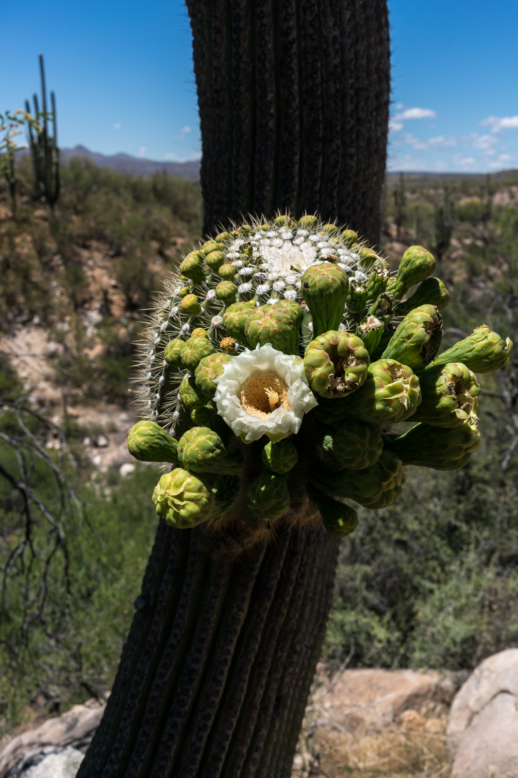 Saguaro Flower in Catalina State Park. May 2016.