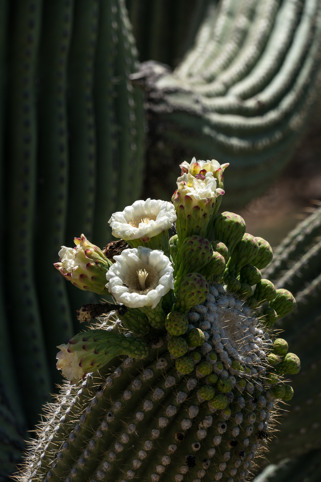 More Saguaro Flowers in Catalina State Park. May 2016.