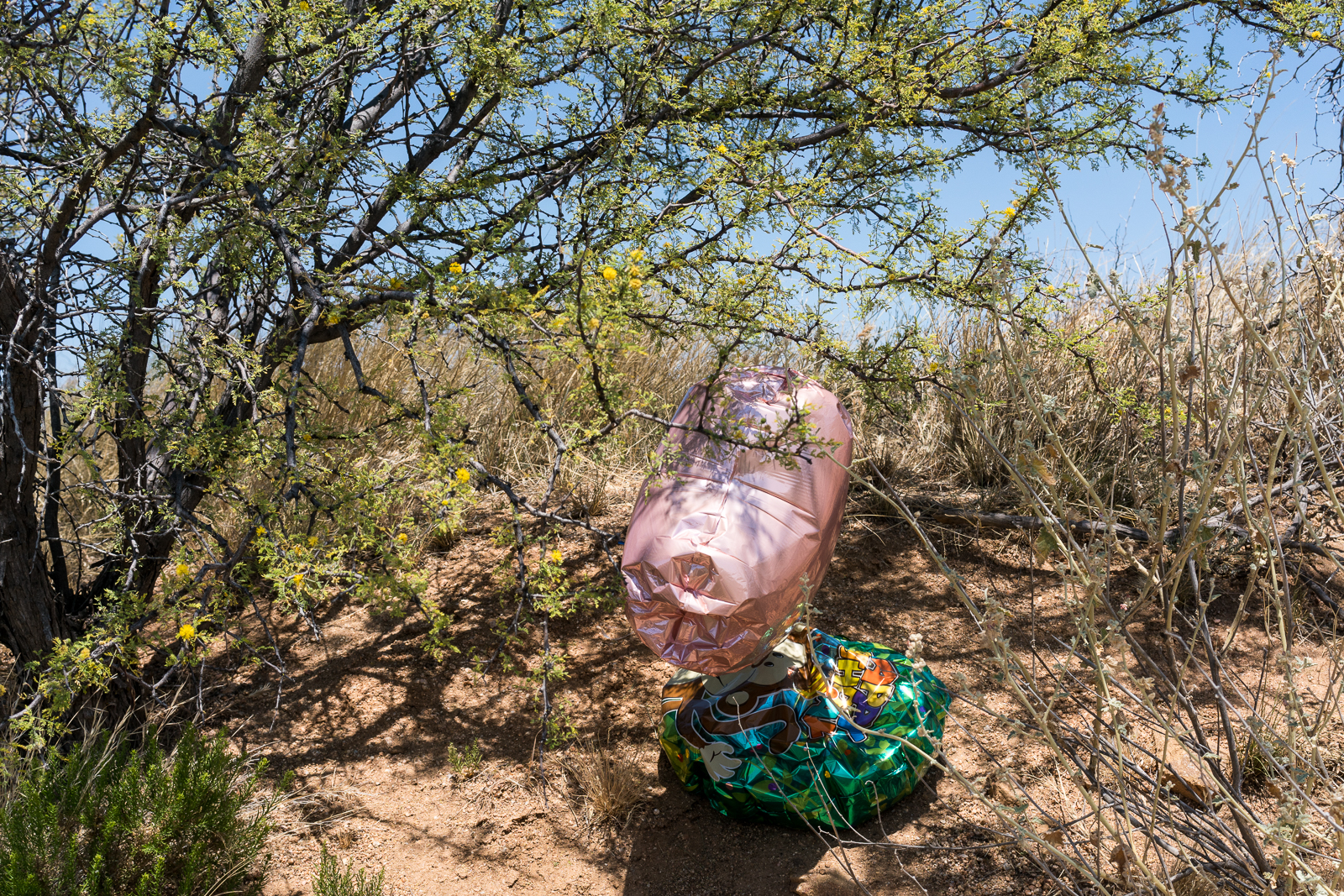 Balloons - now trash - near the Arizona Trail outside of Oracle. June 2016.