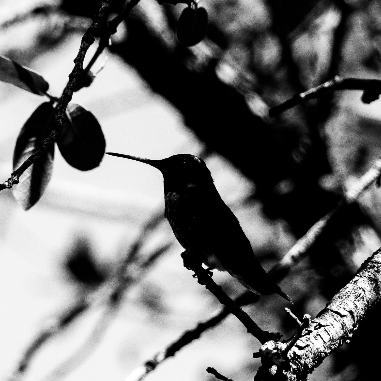 A humming bird perches in the shade near the Lower Oracle Ridge Trailhead. June 2016.