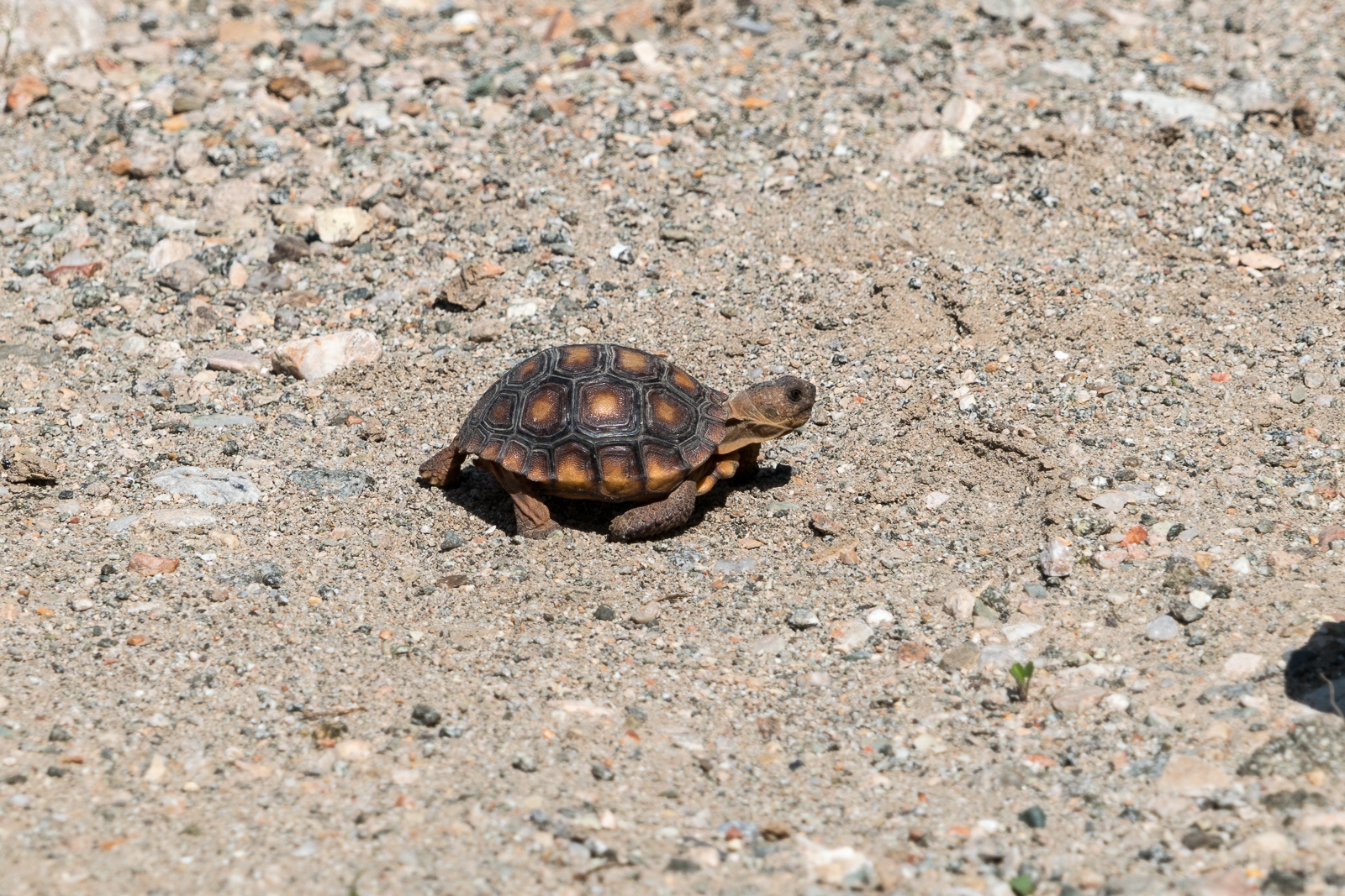 A baby Desert Tortoise speeding across a road above Alder Canyon. July 2016.