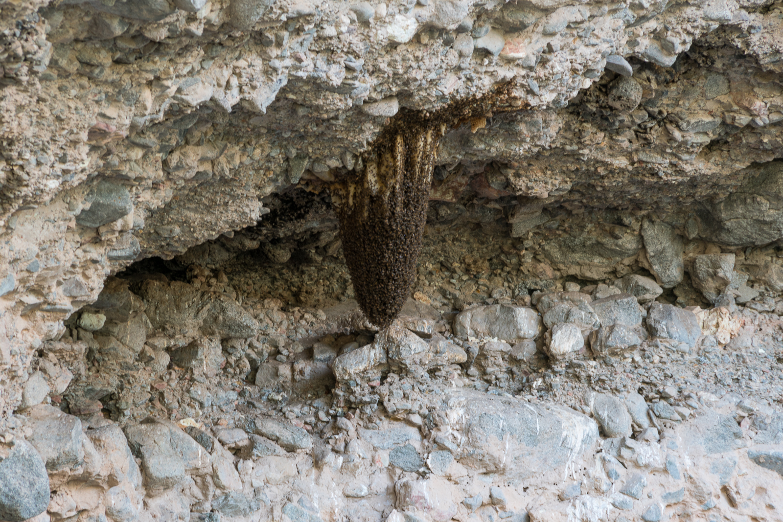 Bees near Alder Canyon. July 2016.