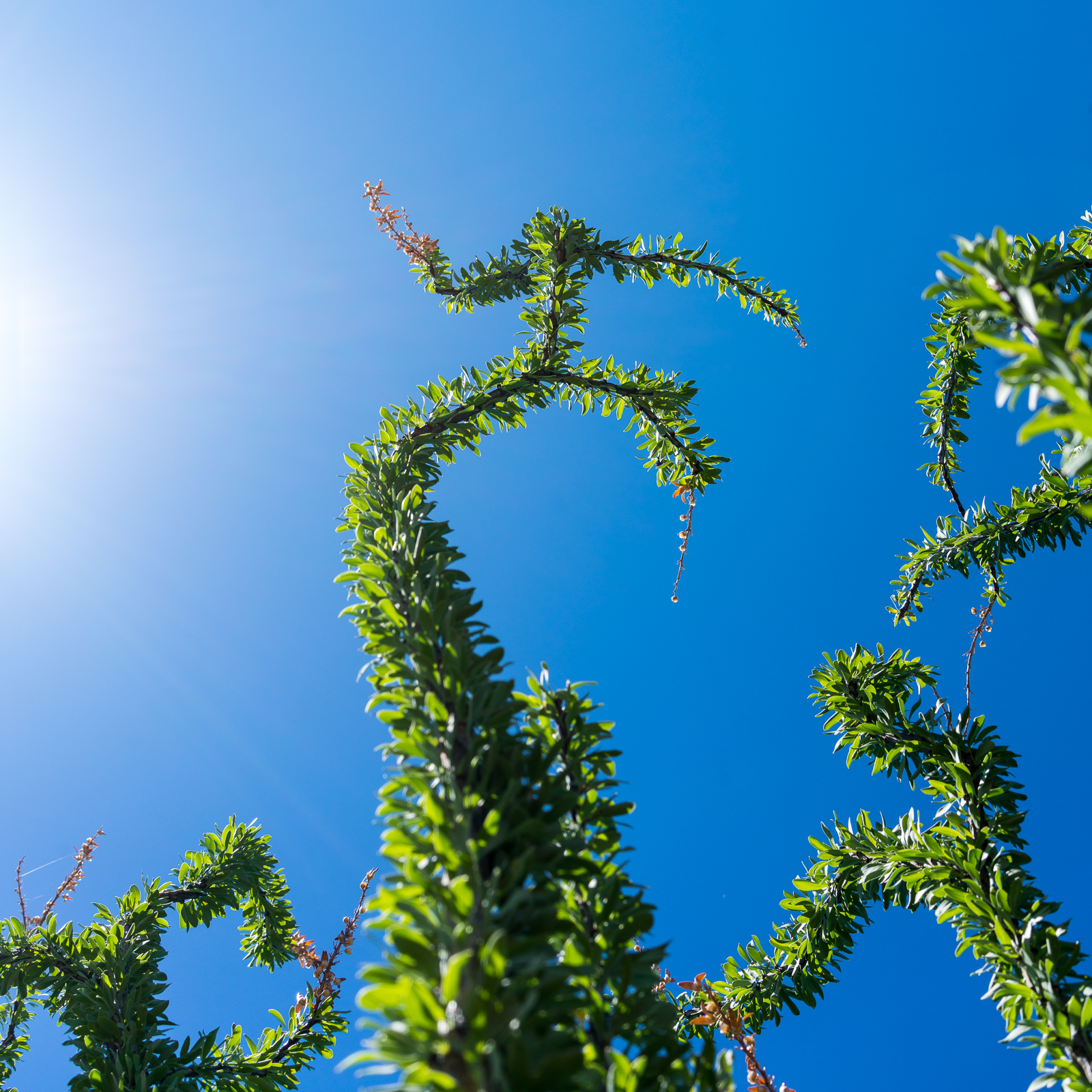 Ocotillo under blue skies and blazing sun on the way out to Pink Tank. July 2016.