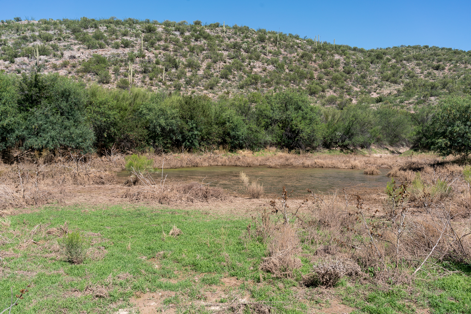 Pink Tank on the east side of the Santa Catalina Mountains - near the road out to the Brush Corral Trailhead. July 2016.