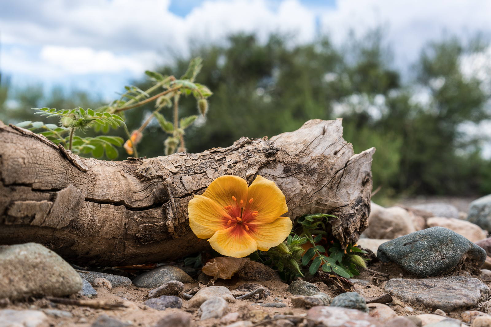 A flower surviving in the middle of Black Hills Mine Road. August 2016.