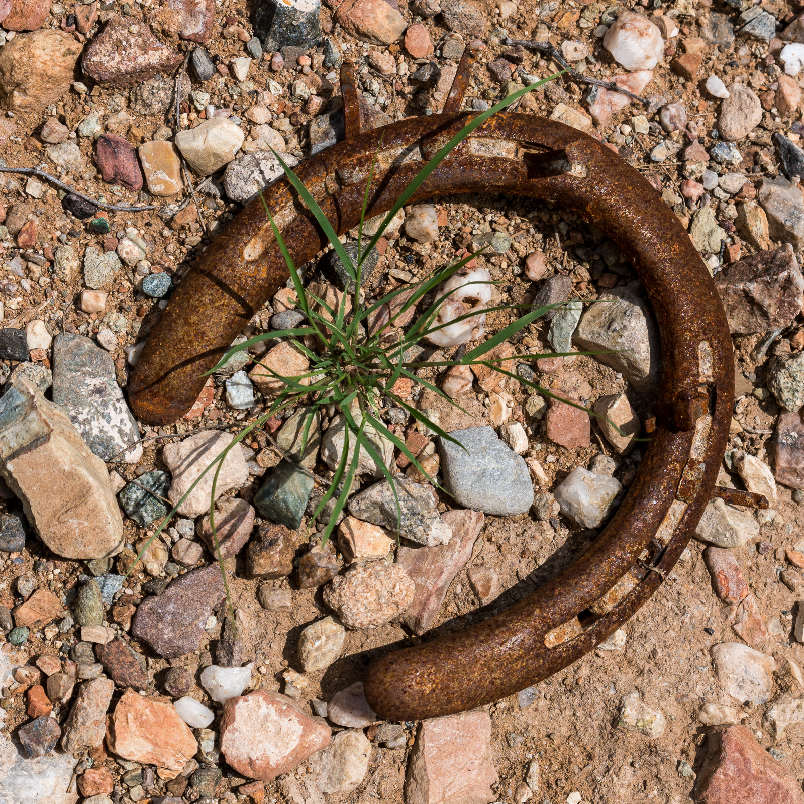 A horseshoe in the Deep Well area of Geesaman Wash. August 2016.