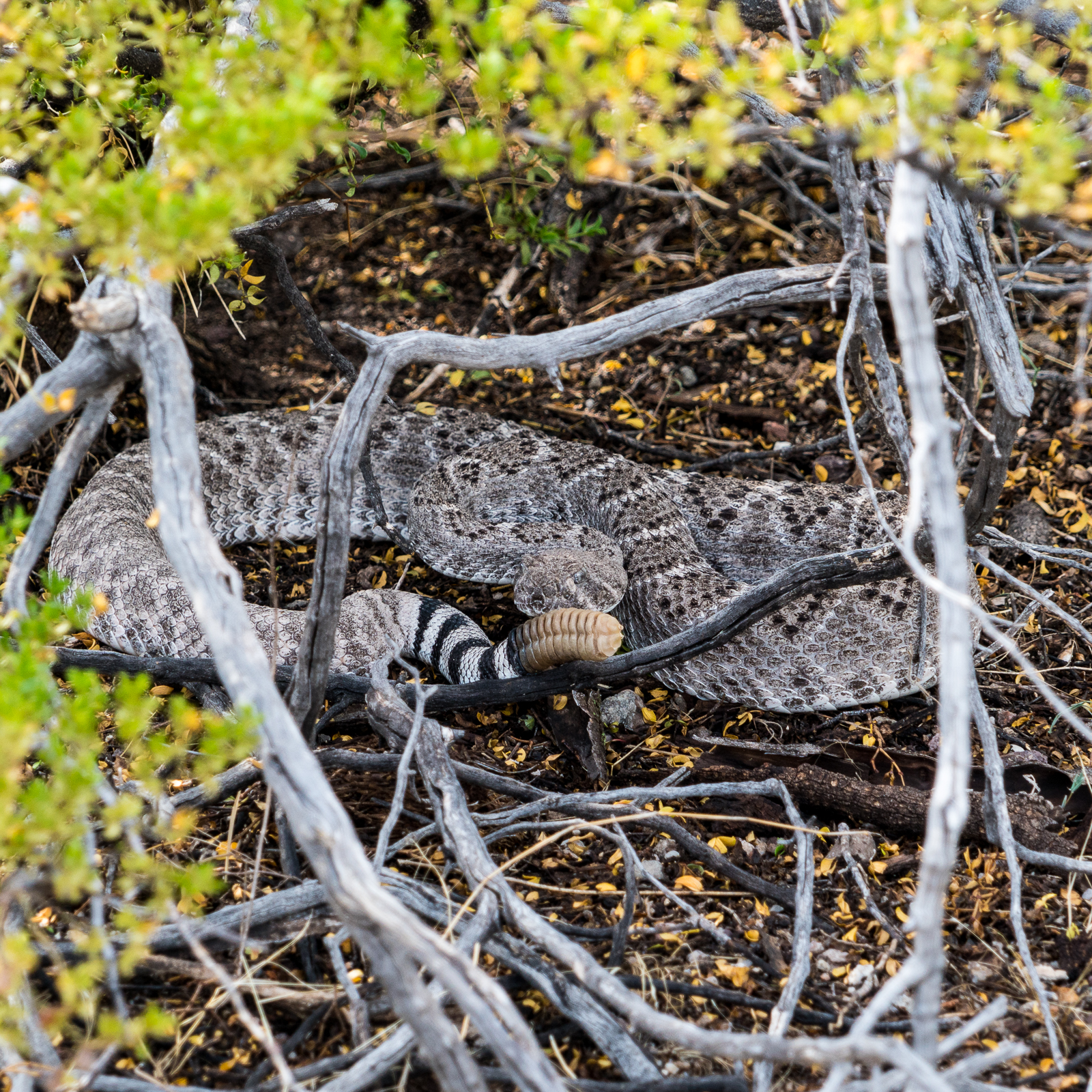 A rattlesnake watches after warning us away - on a small ridge above the San Pedro. August 2016.