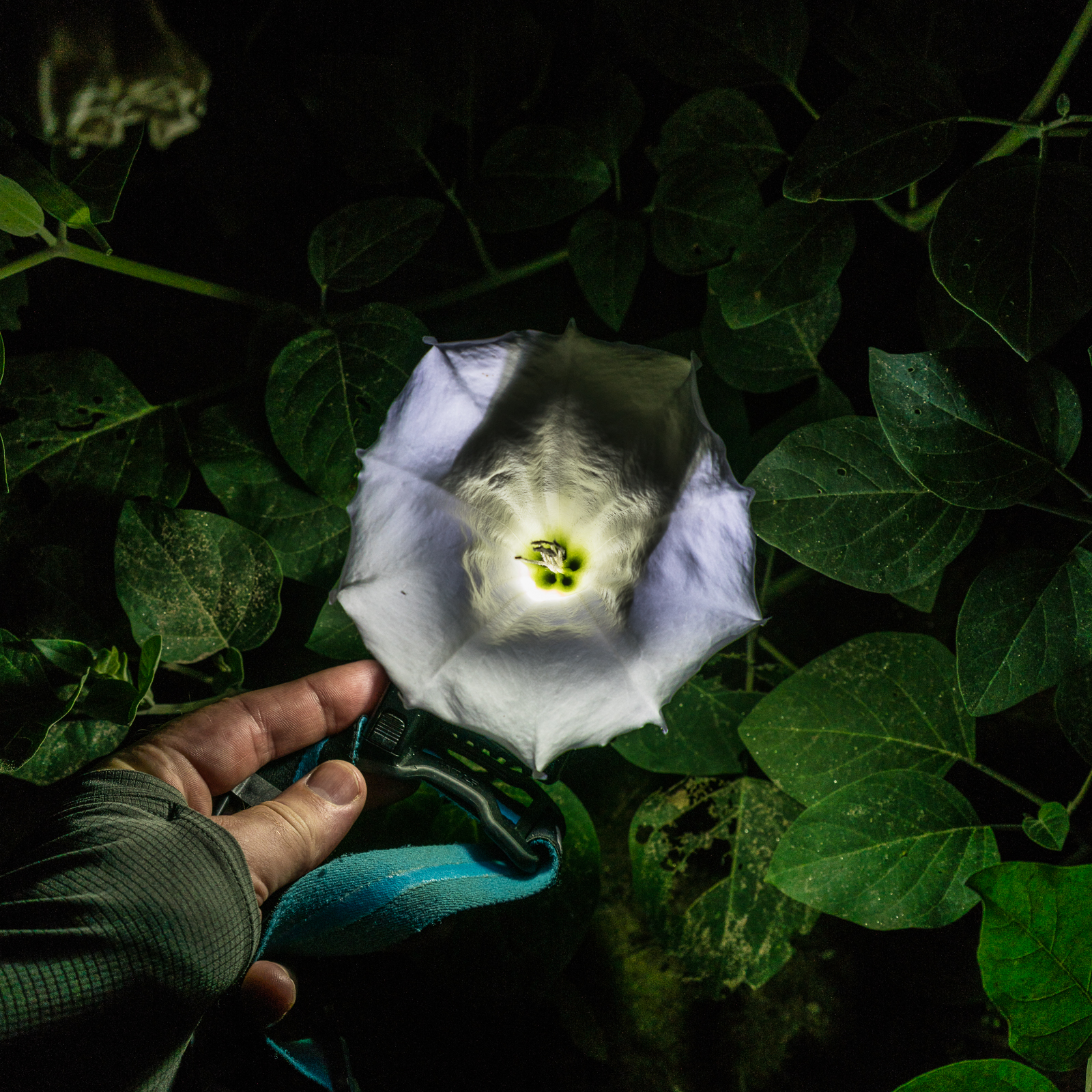 Sacred Datura in Lower Sabino Canyon. August 2016.