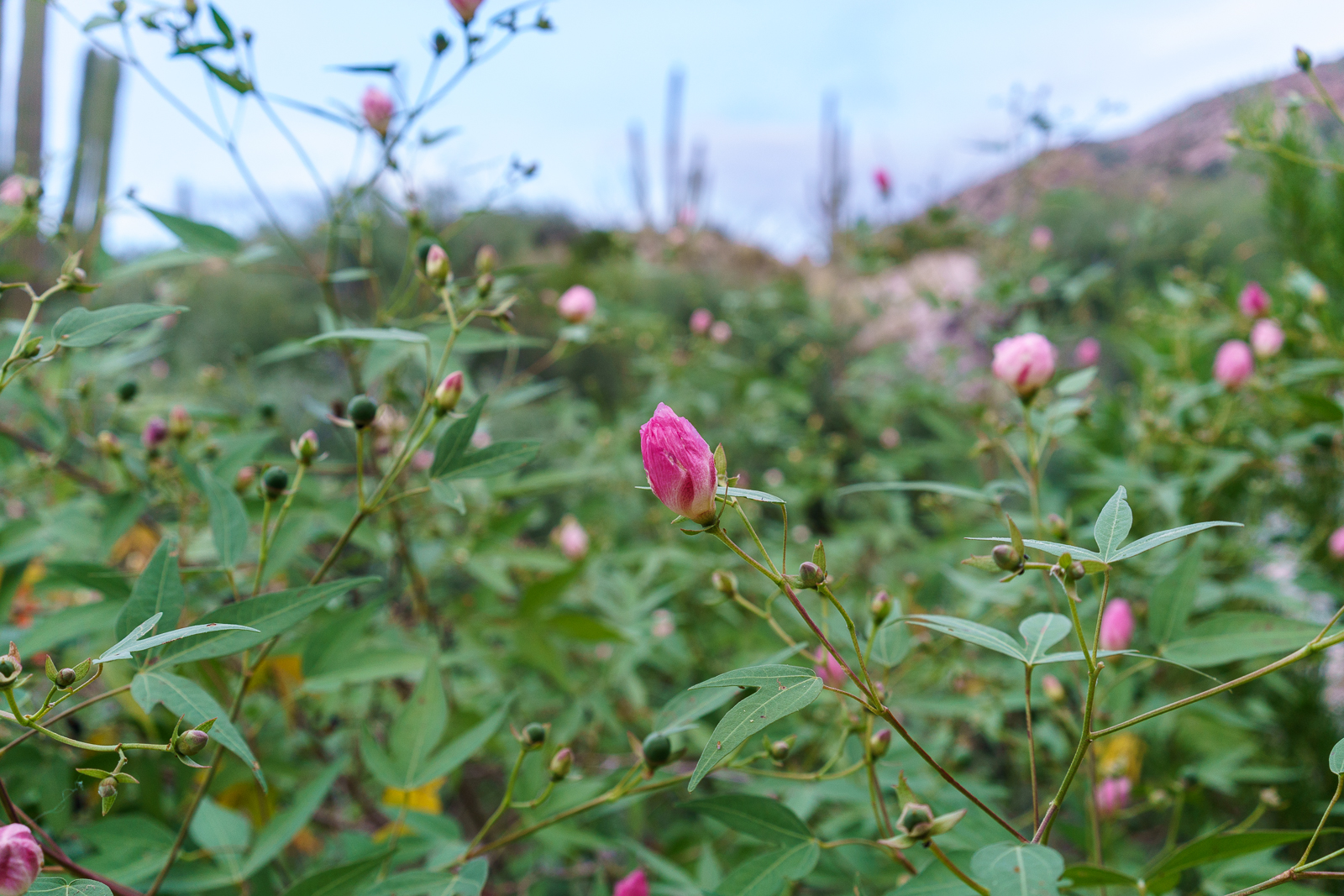 Blooming Desert Cotton in Alamo Canyon. September 2016.