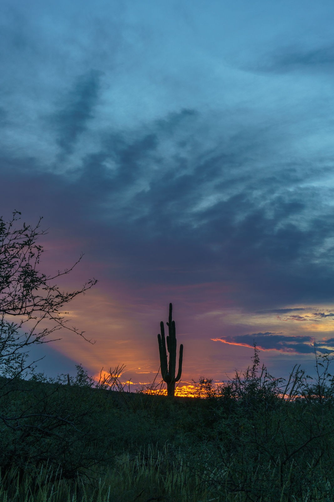 A Saguaro in the sunset on the rim of Alamo Canyon in Catalina State Park. September 2016.