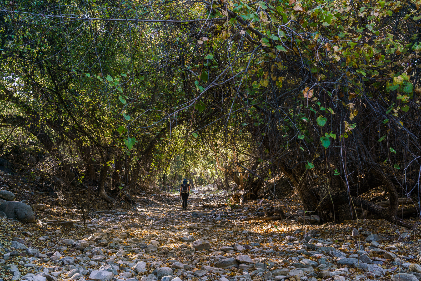 Inside Alder Canyon. October 2016.