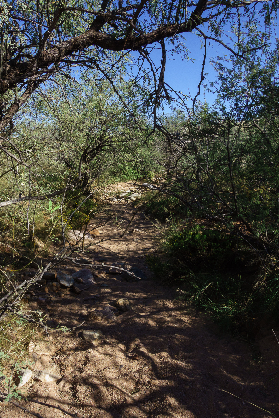 Catalina Ravine west of Biosphere Road. October 2016.