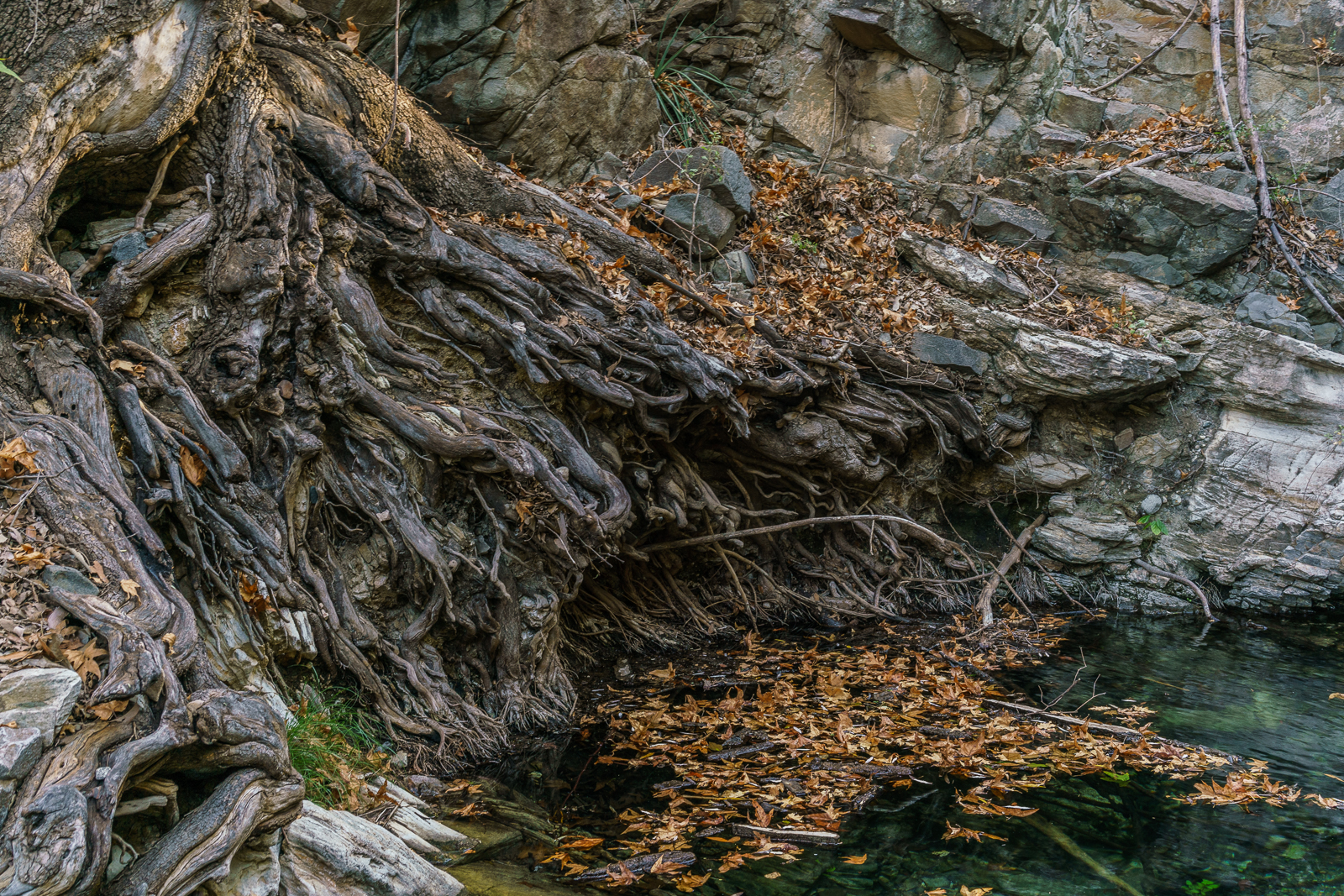 Roots in Alder Canyon. October 2016.