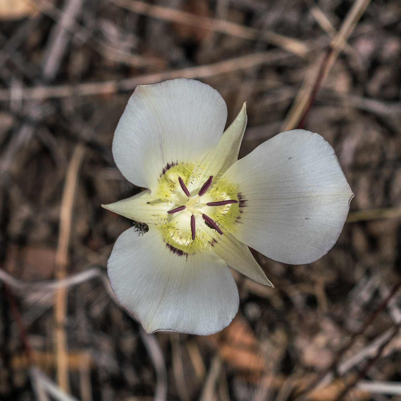 A Mariposa Lilly along the Red Ridge Trail. April 2017.
