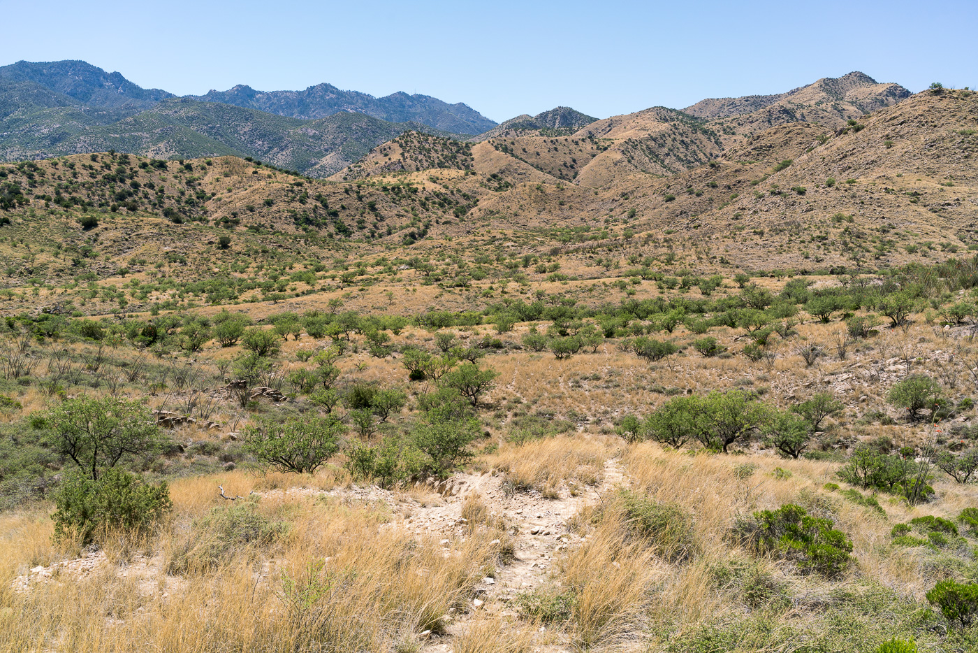 Mesquite Flat, North of the Brush Corral Trailhead. April 2017.