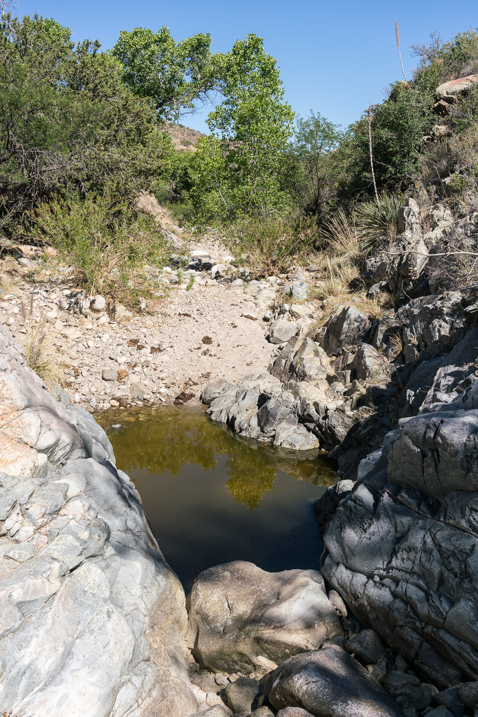 Water in the canyon just west of the Brush Corral Trailhead. April 2017.