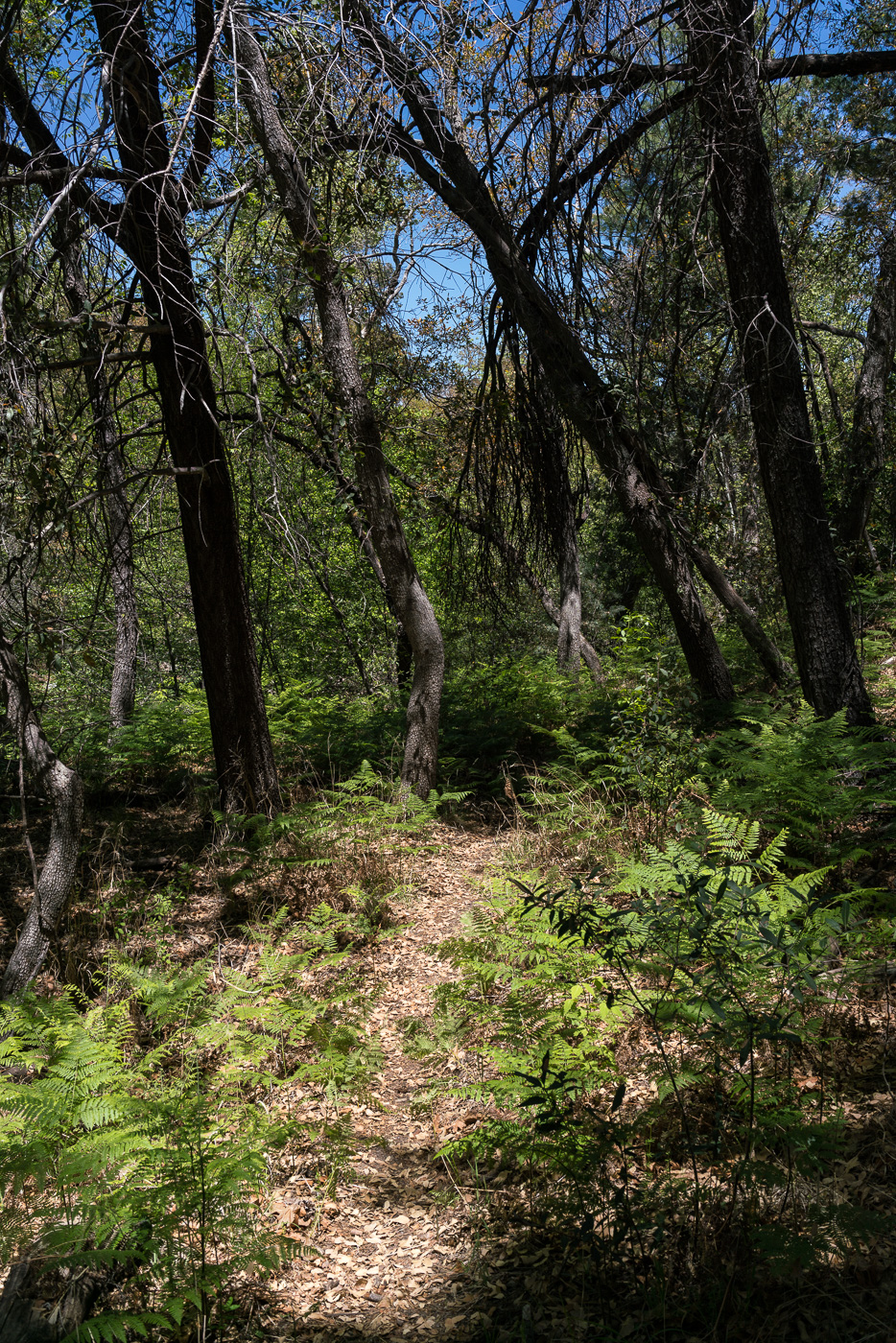 The CDO Trail. May 2017.