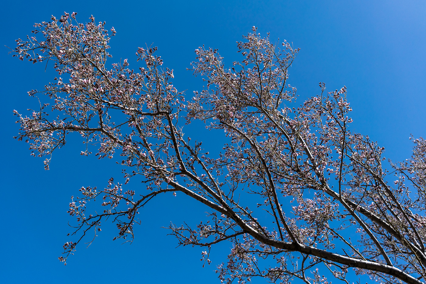 Ironwood flowers against a clear blue sky - from a hike around Wolcott Peak. May 2017.