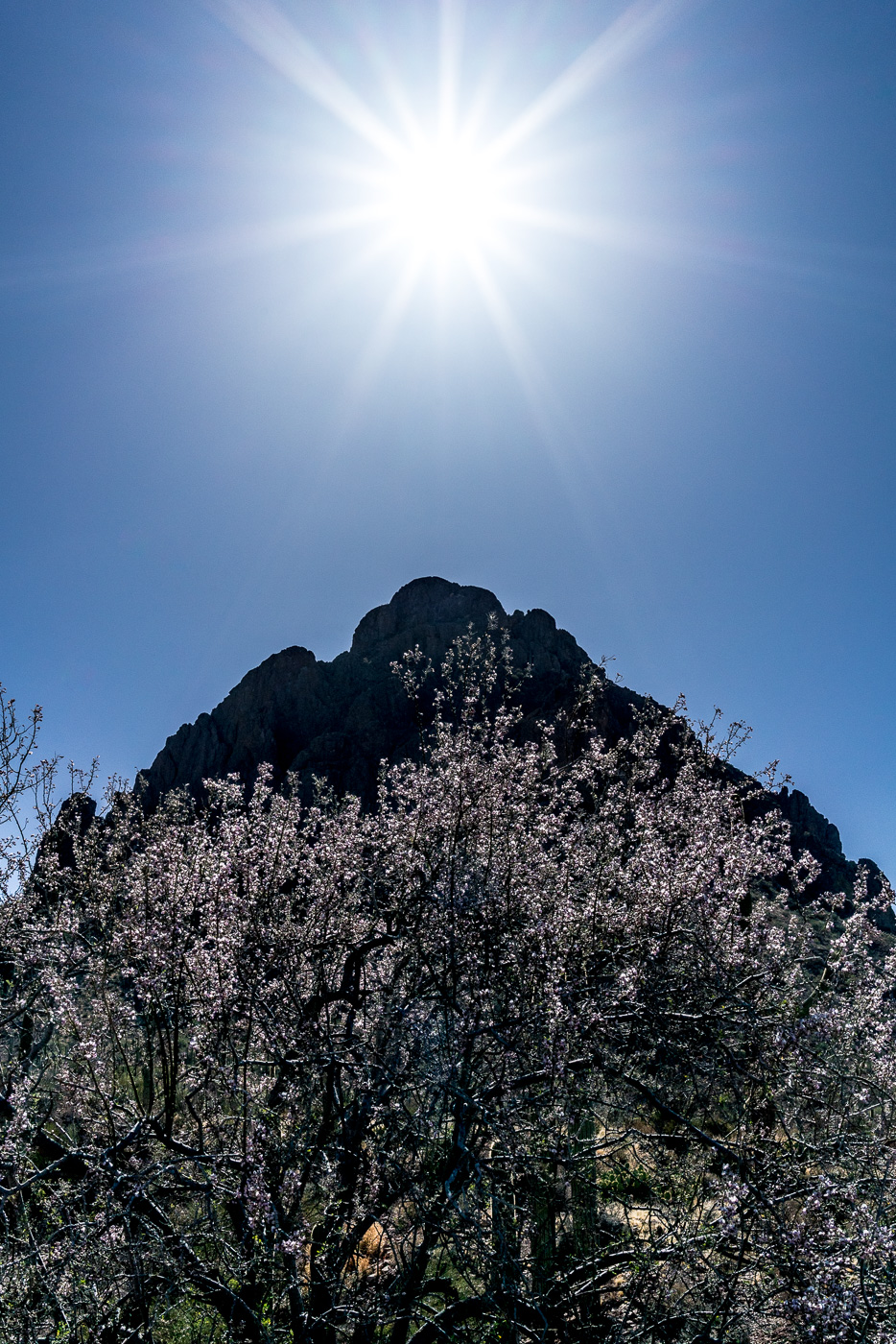 Sun, Ragged Top and a blooming Ironwood - near the parking for Ragged Top in Ironwood Forest National Monument. May 2017.