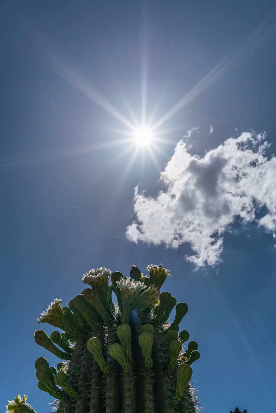 Sun and blooming Saguaro in Ironwood Forest National Monument. May 2017.