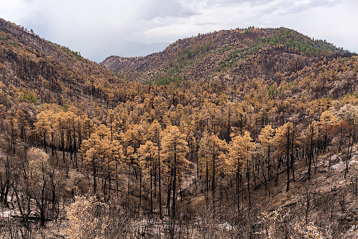 Brown trees below and on the slopes of Guthrie Mountain. July 2017.