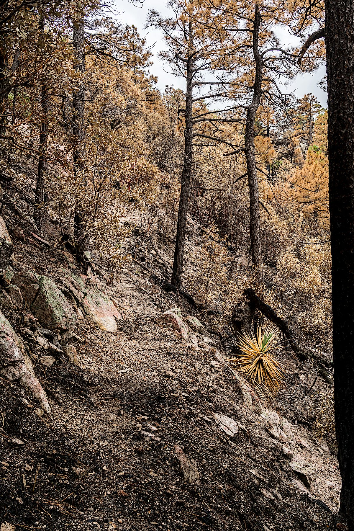 Entering the Burro Fire burn on the Guthrie Mountain Trail. July 2017.