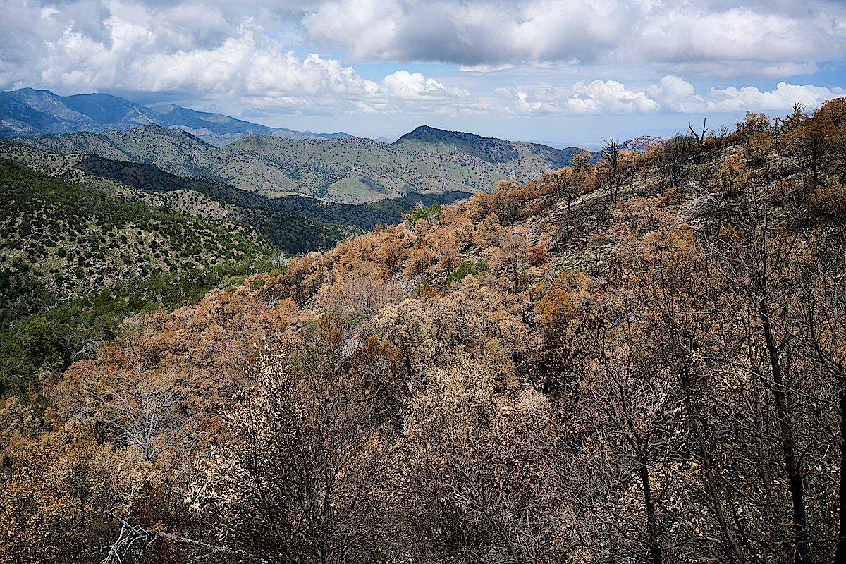 Looking over a hillside burned in the 2017 Burro Fire. July 2017.